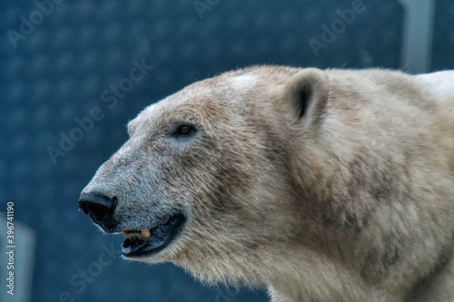 Wallpaper Mural polar bear portrait Torontodigital.ca