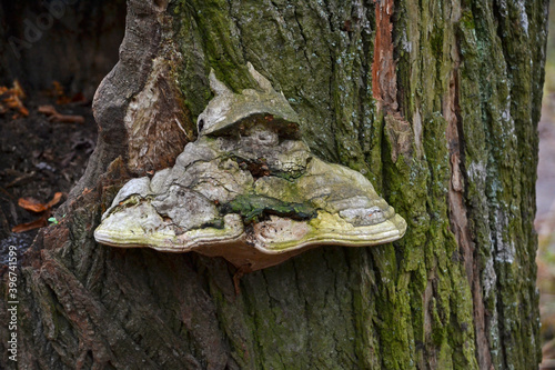 Tinder mushroom in the dark forest, long-term fungus firmly settled on the tree