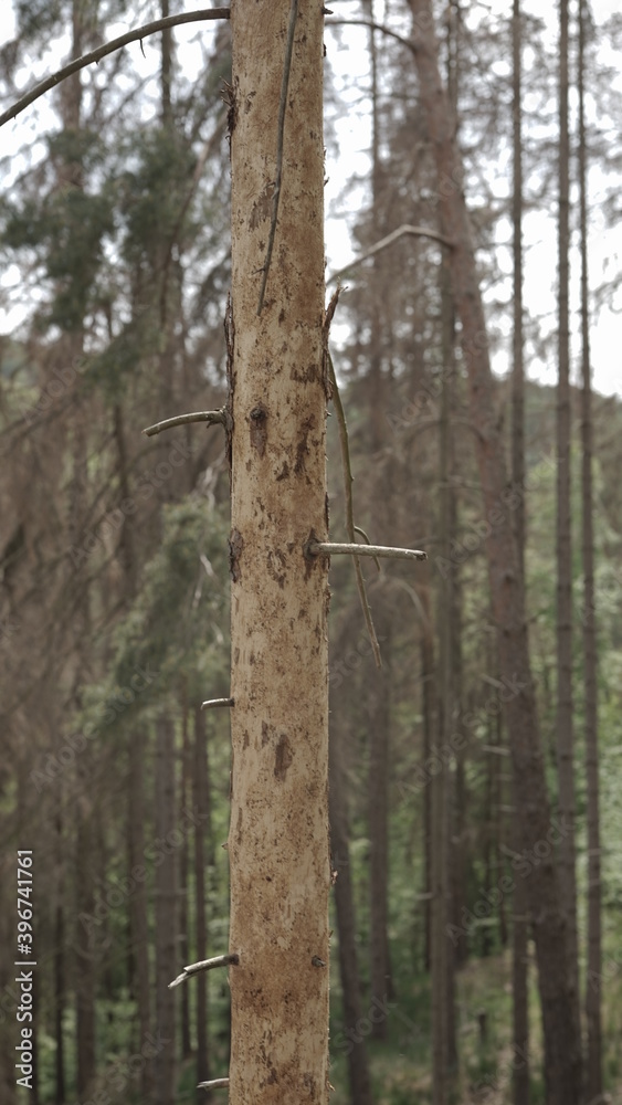 Fototapeta premium Kahler Baum im Harzer Wald