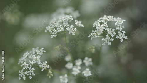 weiße Blume mit Bokeh
