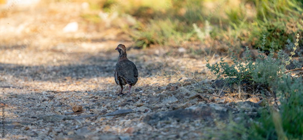 Partridge on the track looking back, rear view Partridge on the track looking back, rear view