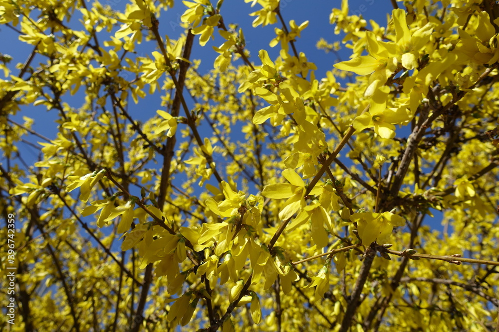 Yellow flowers on branches of forsythia against blue sky in April Yellow flowers on branches of forsythia against blue sky in April