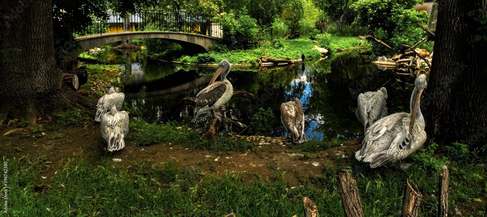 Obraz premium tropic birds at a creek