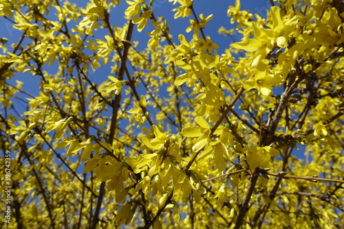 Yellow flowers on branches of forsythia against blue sky in April