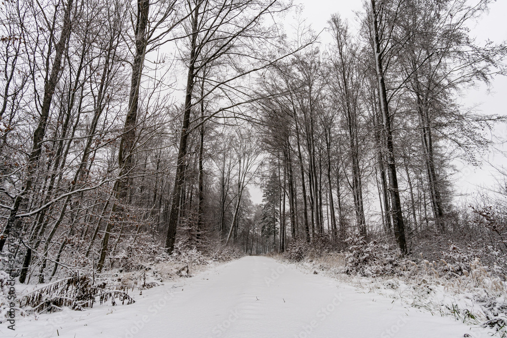 Obraz premium Winter hike in snow from Wilhelmsdorf on the Hoechsten on Lake Constance
