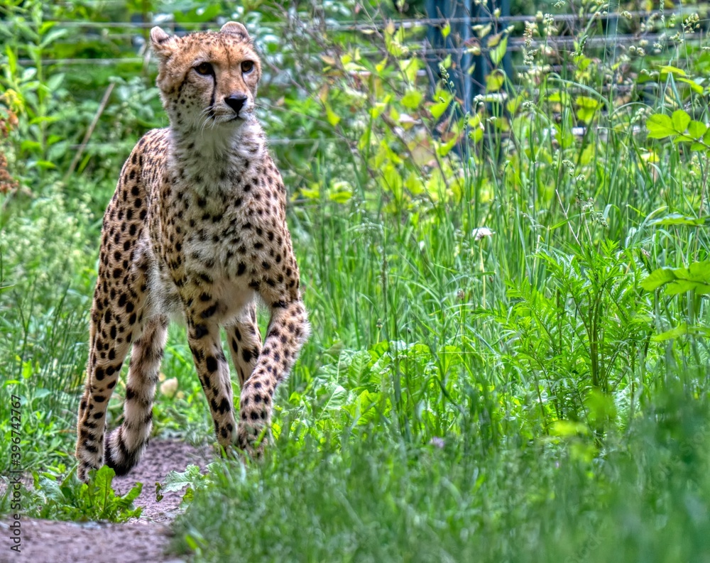 cheetah in the grass cheetah in the grass