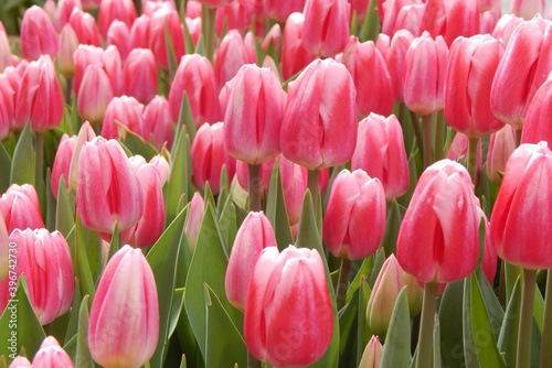 Field of pink tulip flowers photo