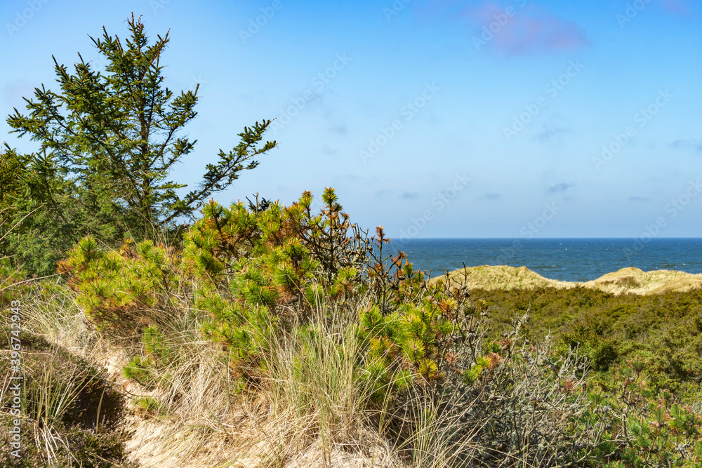 National Park Thy at the north sea coast in Denmark National Park Thy at the north sea coast in Denmark