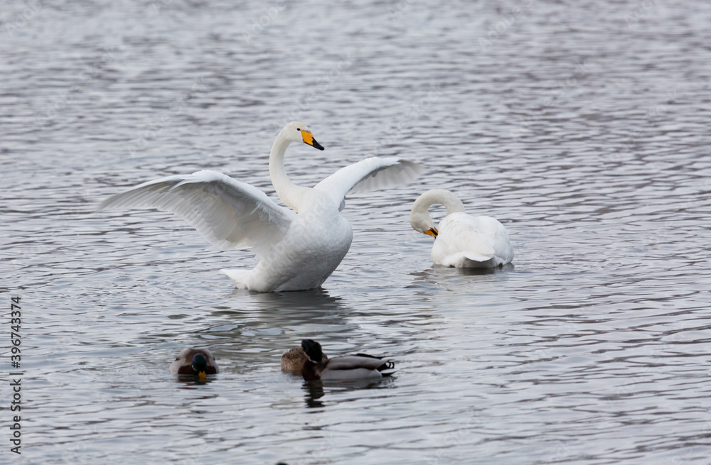 A flock of Whooper swan and ducks wintering on the thermal lake Svetloe (Lebedinoe), Altai Territory, Russia A flock of Whooper swan and ducks wintering on the thermal lake Svetloe (Lebedinoe), Altai Territory, Russia