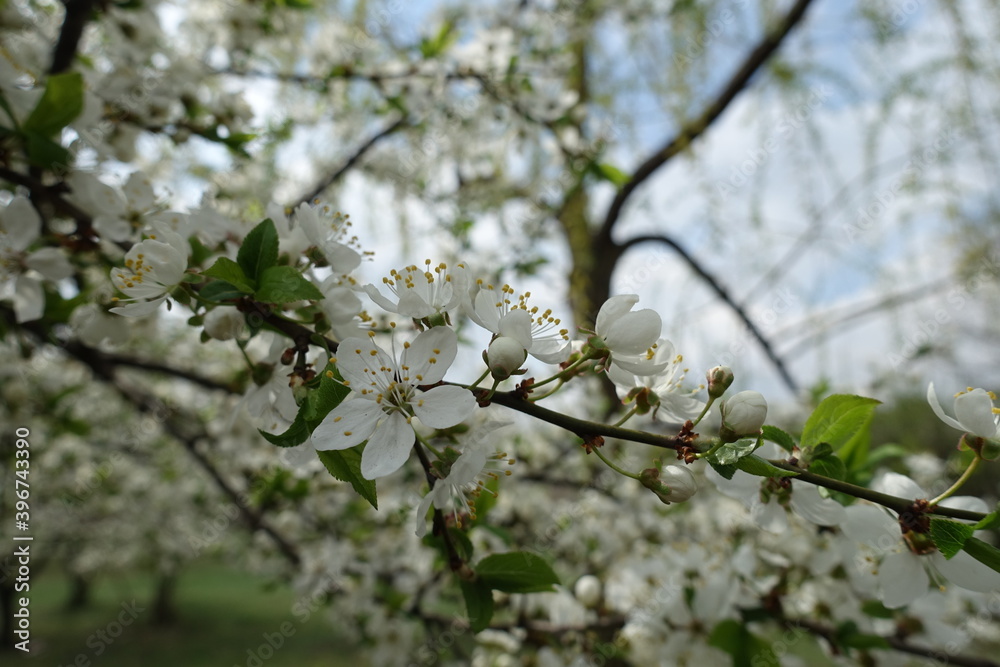 Stalks with white flowers of sour cherry tree in mid April Stalks with white flowers of sour cherry tree in mid April