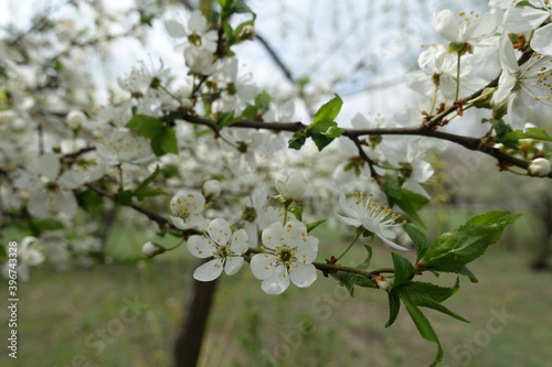 Sour cherry blossom in the garden in mid April