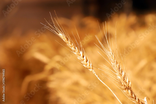 Dry wheat close-up
