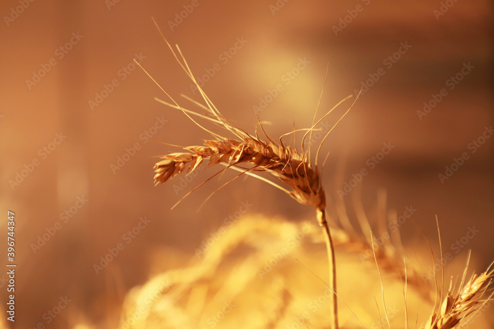 Obraz premium Dry wheat close-up