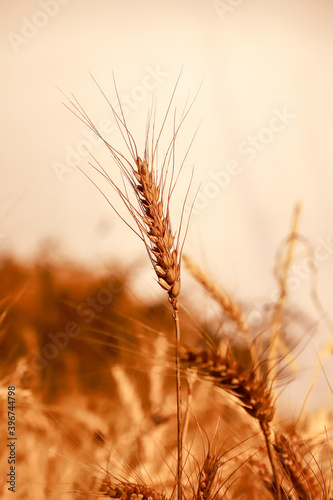 Dry wheat close-up