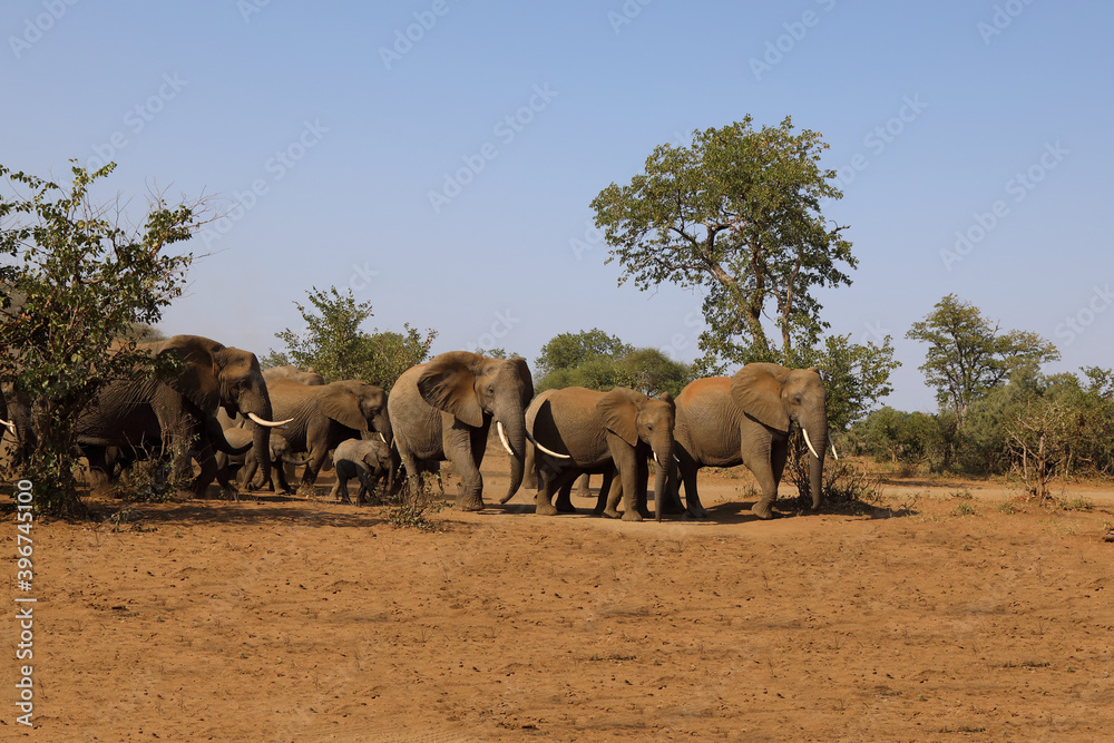 Afrikanischer Elefant / African elephant / Loxodonta africana. Afrikanischer Elefant / African elephant / Loxodonta africana.
