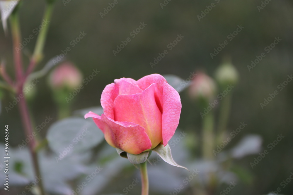 Close up view of pink rose in a garden with blurred background Close up view of pink rose in a garden with blurred background