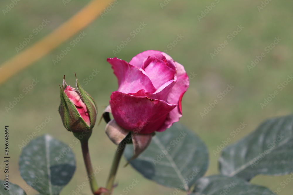 Close up view of pink rose in a garden with blurred background