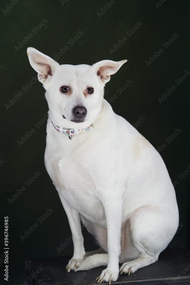 White dog portrait on green background, close-up