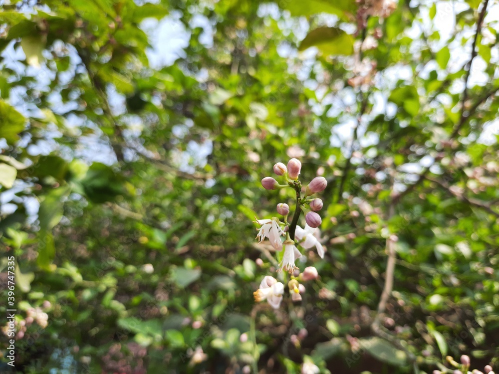 Sweet lemon flower in the India, Citrus limetta flower, orange flowers. Sweet lemon flower in the India, Citrus limetta flower, orange flowers.
