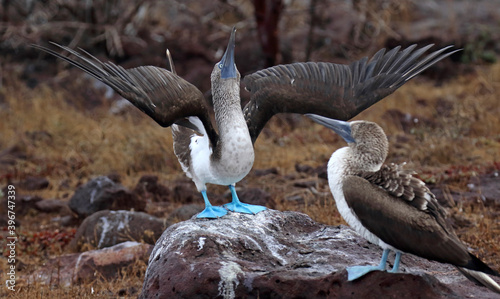Obraz na płótnie Blue-footed Booby, Sula nebouxii w salonie