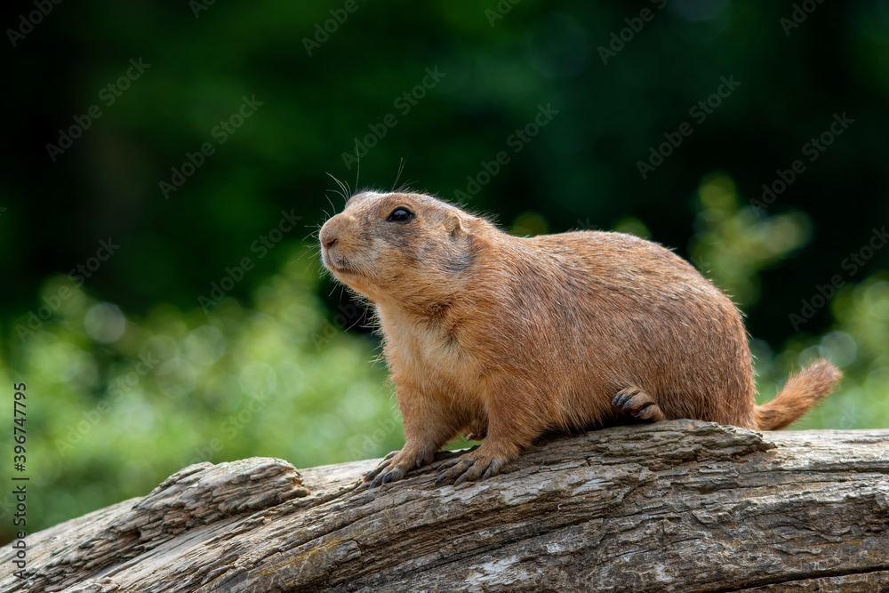Black-tailed prairie dog (Cynomys ludovicianus) Black-tailed prairie dog (Cynomys ludovicianus)