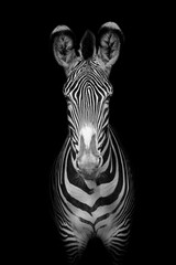 Fototapete Zebra Grevyzebra mit feinen Streifen  © Hladik99