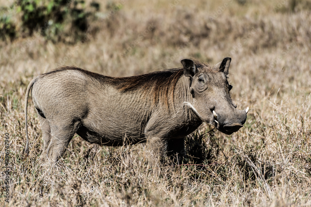 Warthog in national park Masai Mara Kenya Warthog in national park Masai Mara Kenya