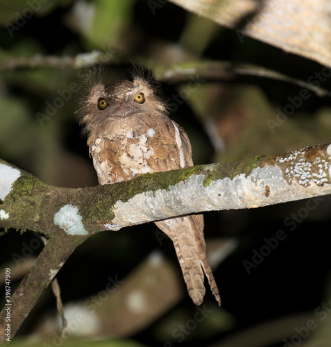 Palawan Frogmouth, Batrachostomus chaseni photo