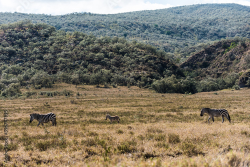 Zebras in national park Kenya