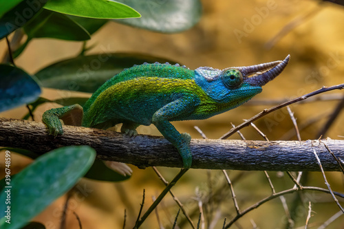 Jackson's chameleon (trioceros jacksonii)