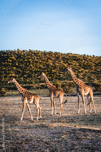 Photography Group of giraffes in Kenya