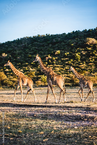 Group of giraffes in Kenya