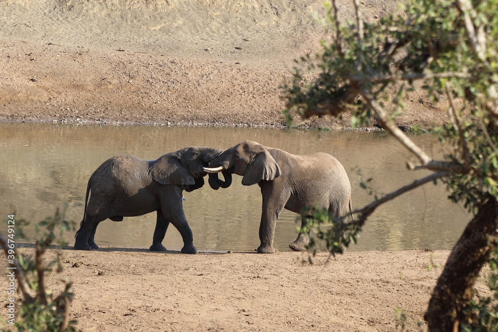Afrikanischer Elefant / African elephant / Loxodonta africana. Afrikanischer Elefant / African elephant / Loxodonta africana.