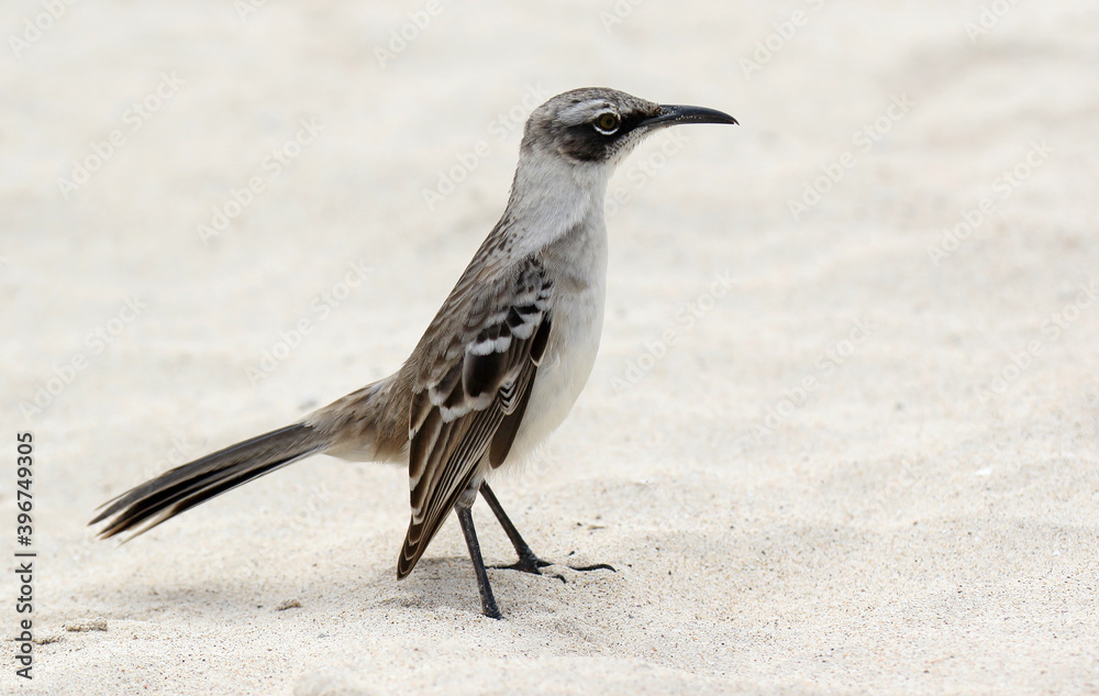 Galapagos Mockingbird, Mimus parvulus Galapagos Mockingbird, Mimus parvulus