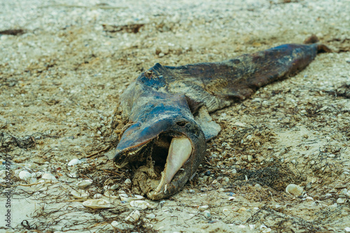 Dolphin. The corpse of a dolphin lies on the seashore.