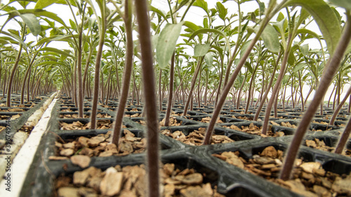 Agricultural seedbed with poinsettias and tomatoes
