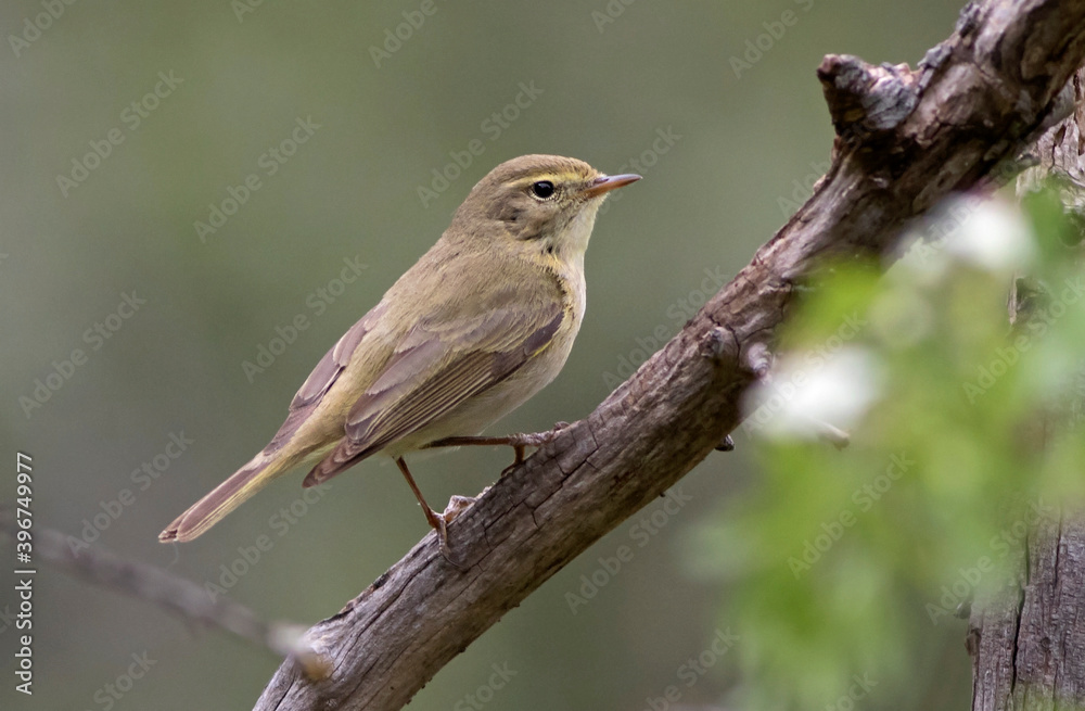 Iberian Chiffchaff, Phylloscopus ibericus Iberian Chiffchaff, Phylloscopus ibericus