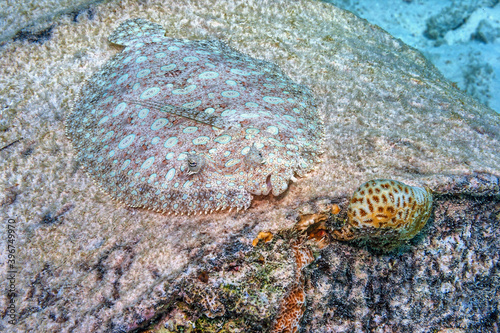 peacock flounder,Bothus mancus,flowery flounder photo