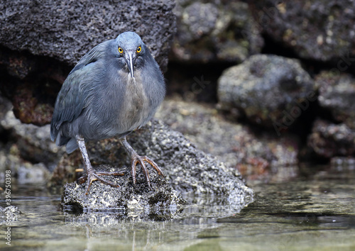 Lava Heron, Butorides sundevalli