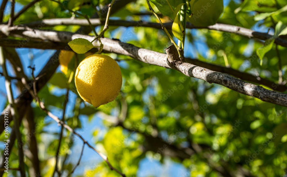 Lemon tree with fruits.