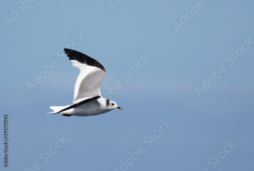 Foto Sabine's Gull, Xema sabini