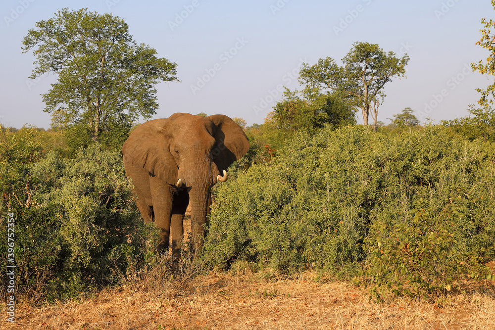 Obraz premium Afrikanischer Elefant / African elephant / Loxodonta africana