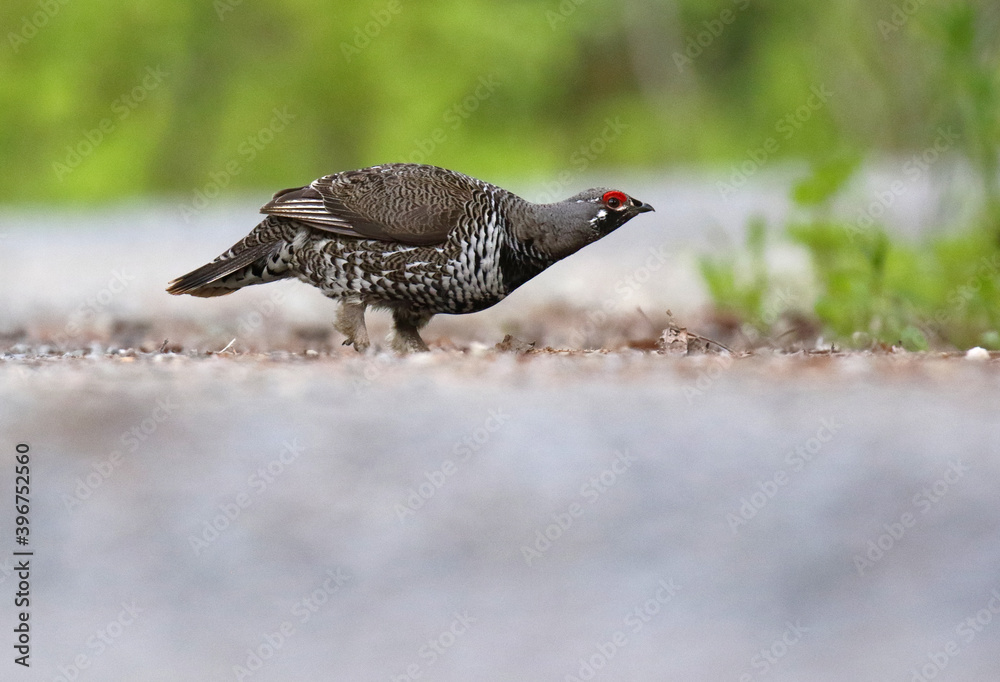Spruce Grouse, Falcipennis canadensis Spruce Grouse, Falcipennis canadensis