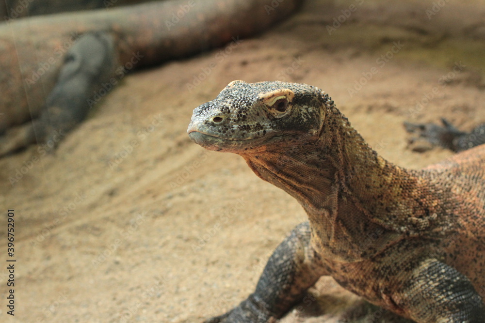 iguana iguana