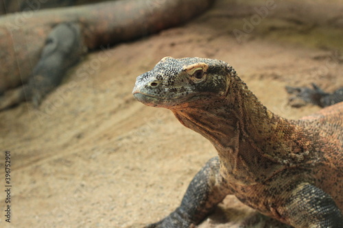 iguana