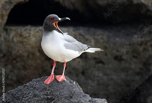 Swallow-tailed Gull, Creagrus furcatus