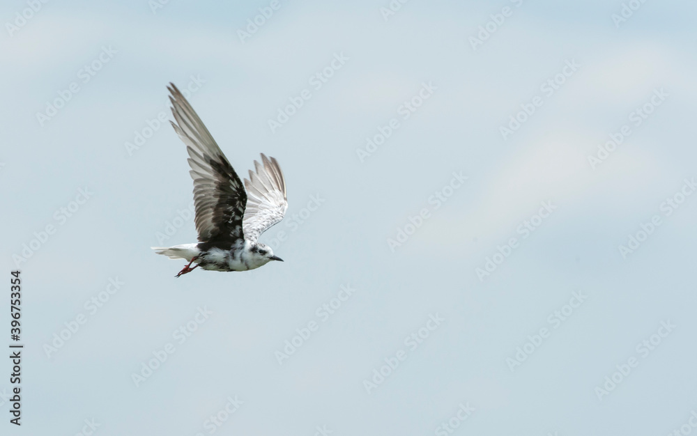 White-winged Tern, Chlidonias leucopterus White-winged Tern, Chlidonias leucopterus