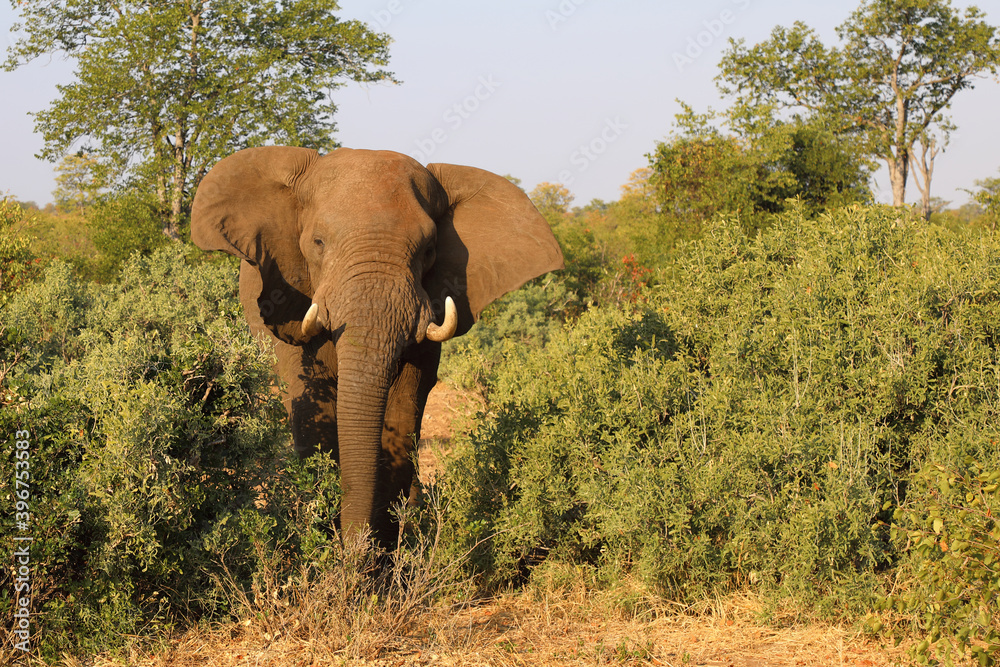 Obraz premium Afrikanischer Elefant / African elephant / Loxodonta africana