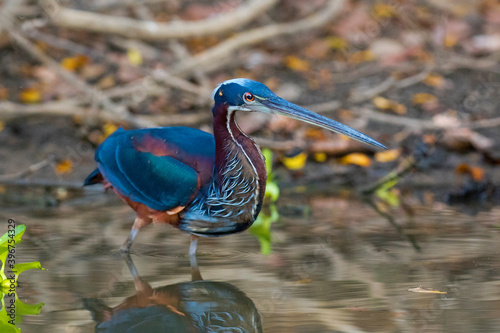 Agami Heron, Agamia agami photo