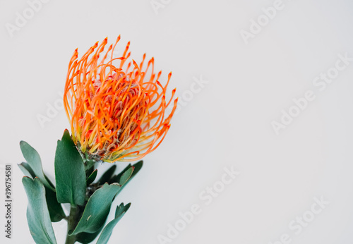 A fluffy orange yellow grevillea flower is isolated on a white background. Flat lay. top view. copy space . special focus. 
 photo